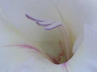 Bloem puur